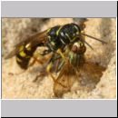 Mellinus arvensis - Kotwespe w53c mit Fliege - Sandgrube Niedringhaussee.jpg